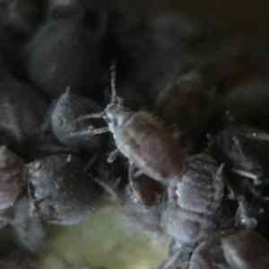 aphid group